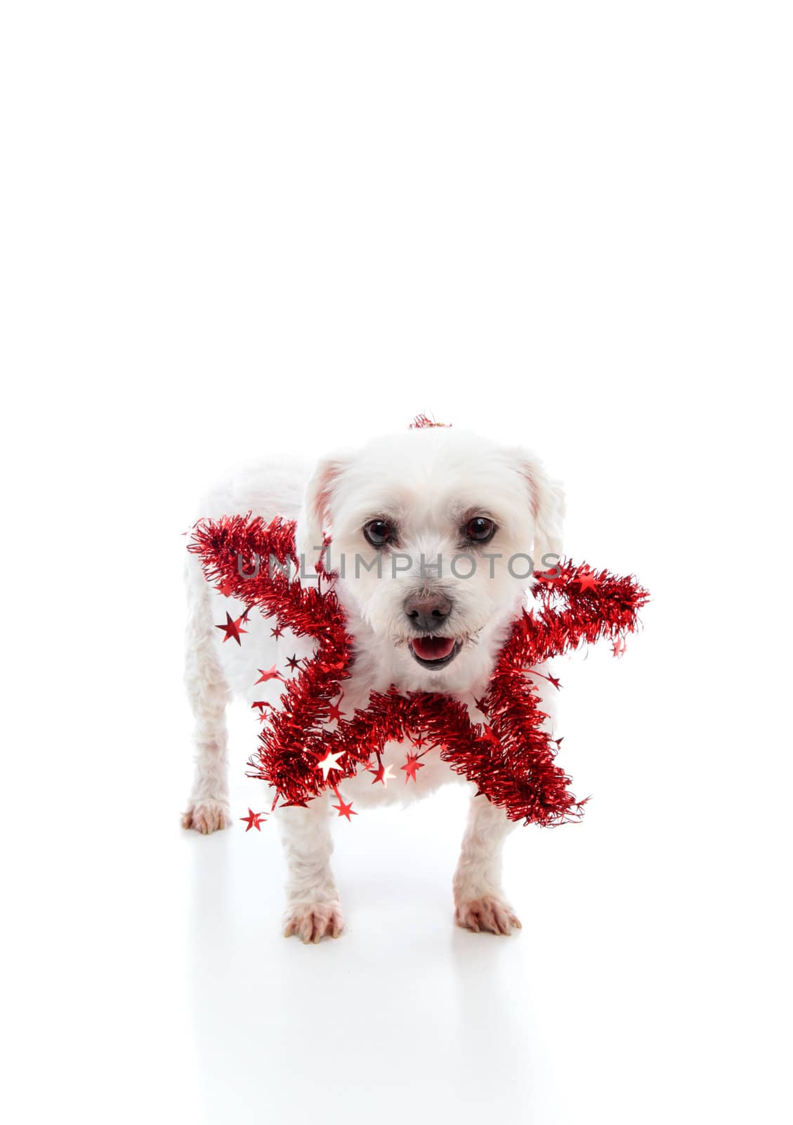 Adorable white dog with a red tinsel decorative star.  White background