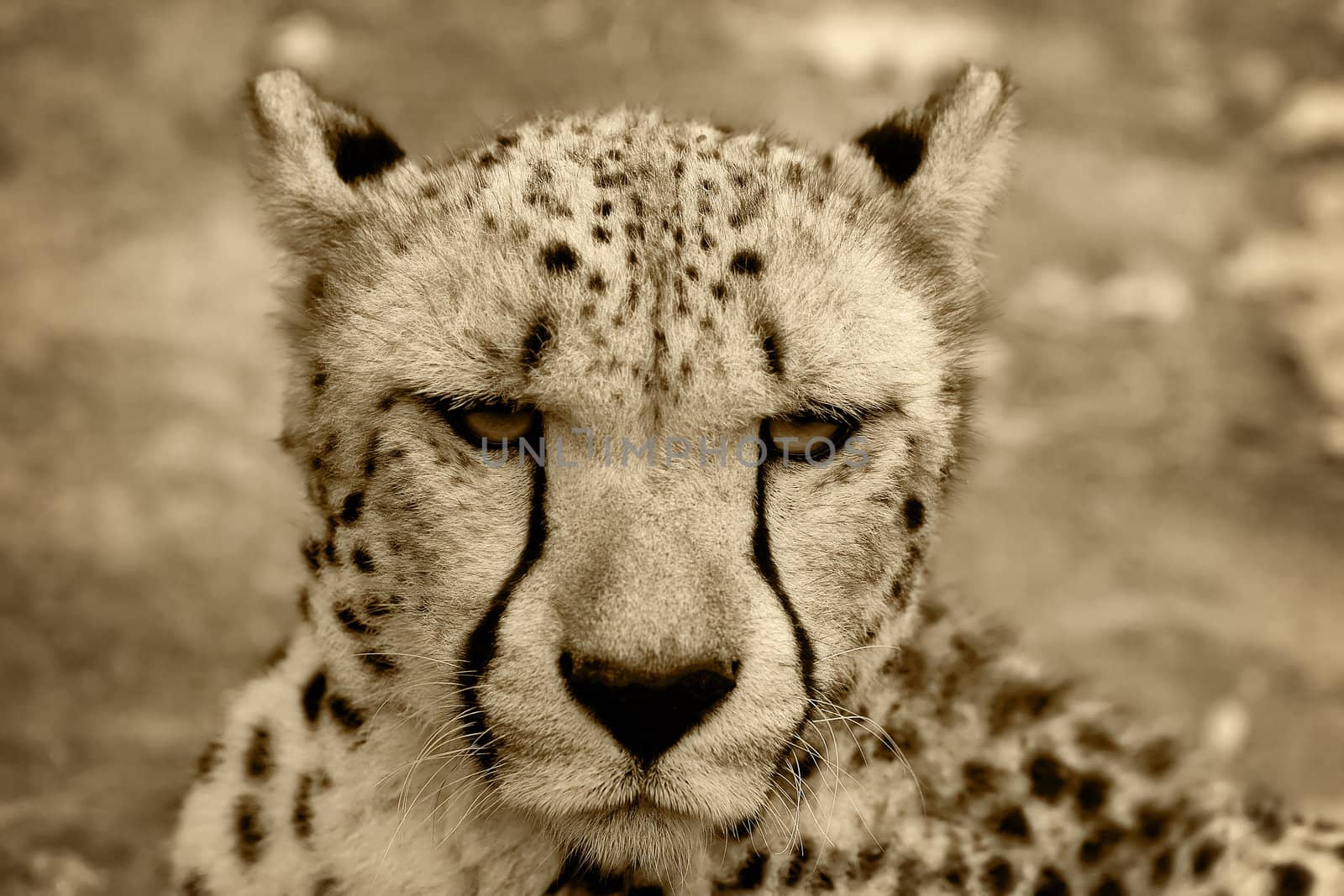 Cheetah by Lizard