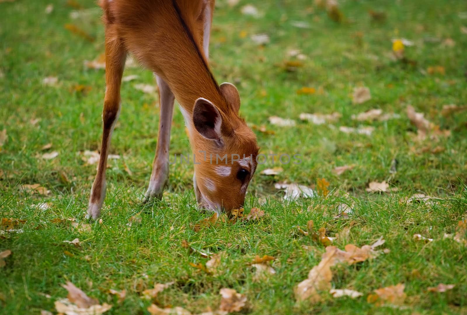 Fawn by Lizard