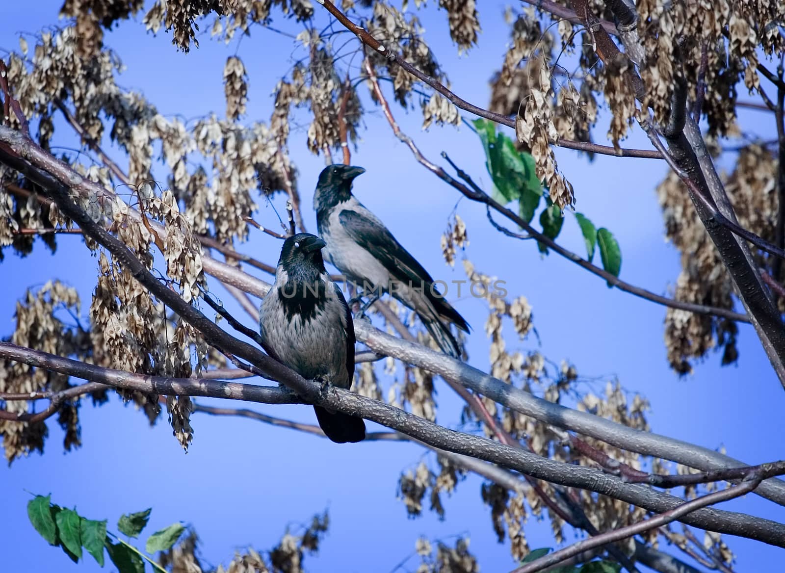 Two birds on a tree 