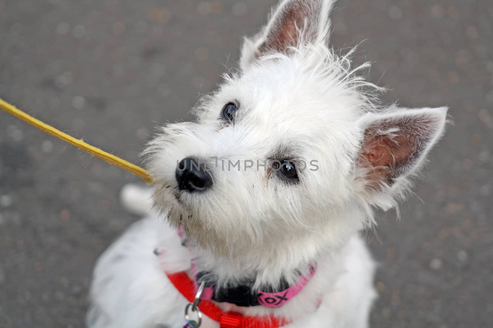 west highland terrier by lizapixels