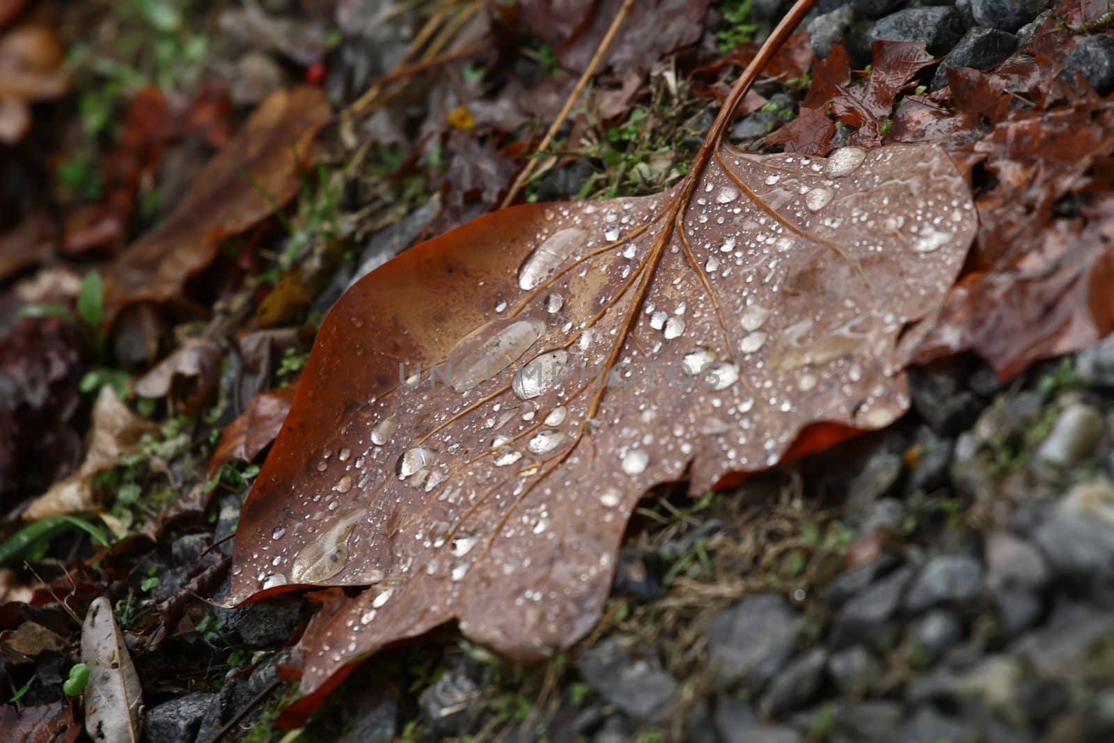 A rain soaked Autumn least