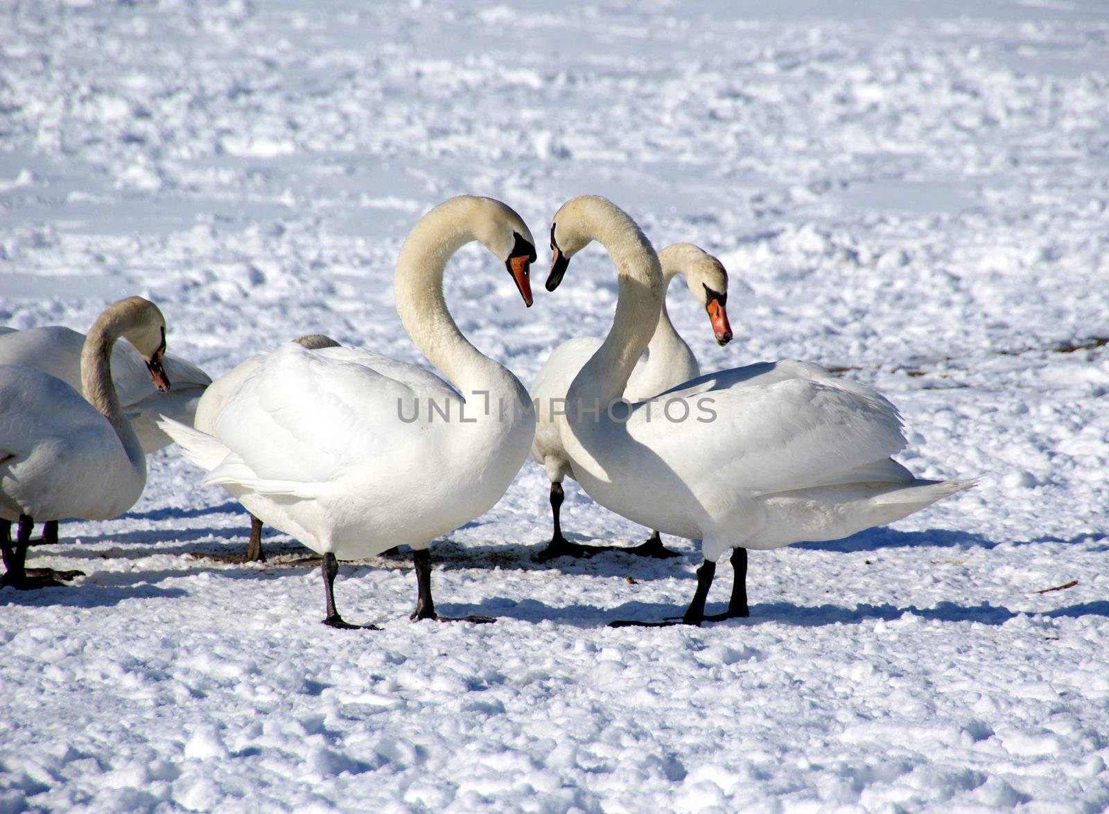 Many beautiful birds remain to winter in Tallinn on coast of Baltic sea