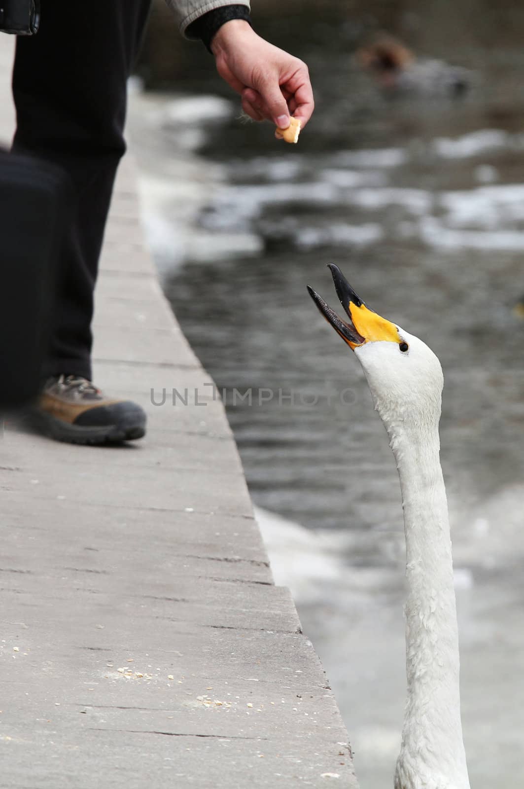 A hand is holding food, try to feed a white swan