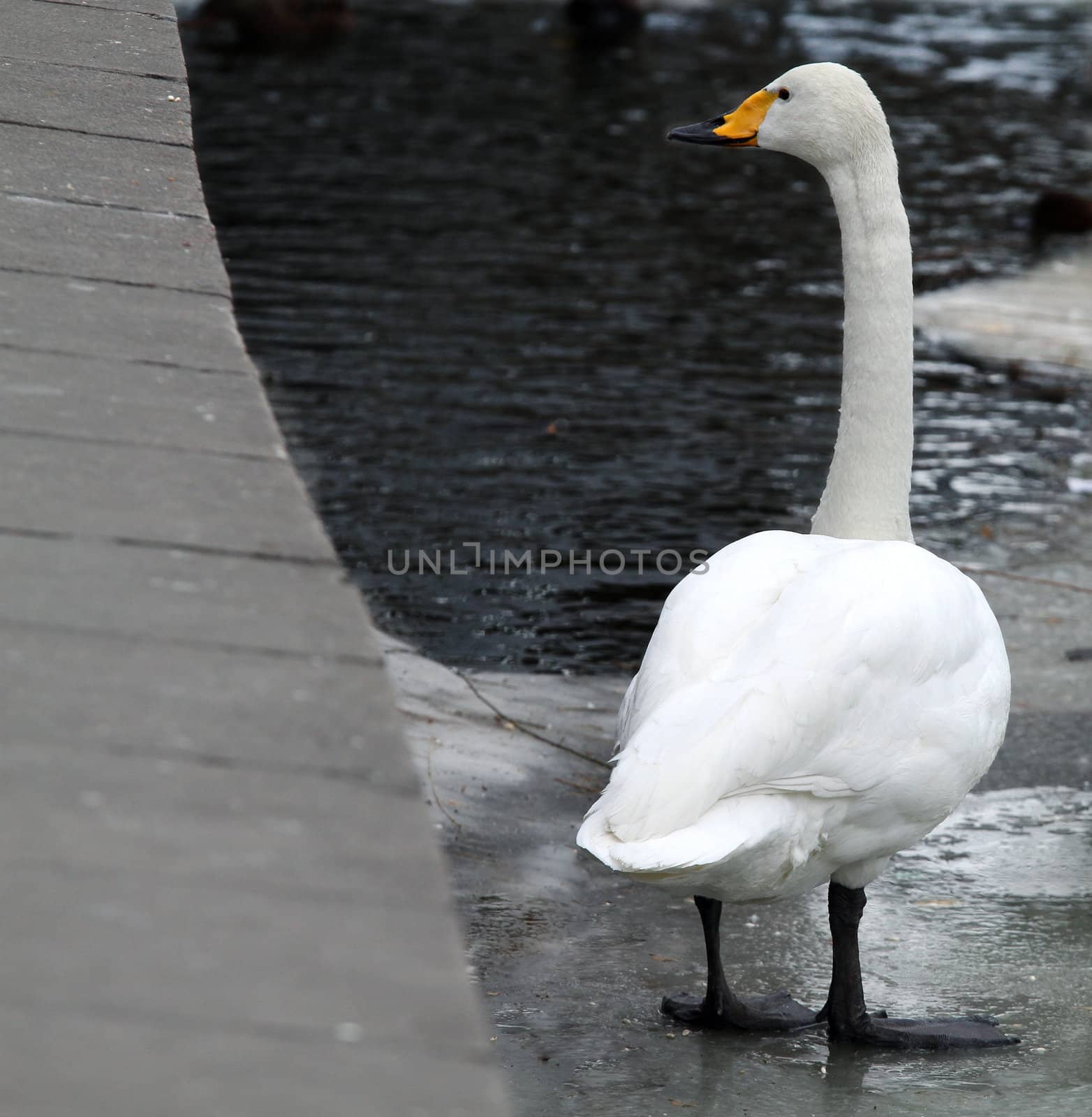 A swan stands by on the ice, thinking
