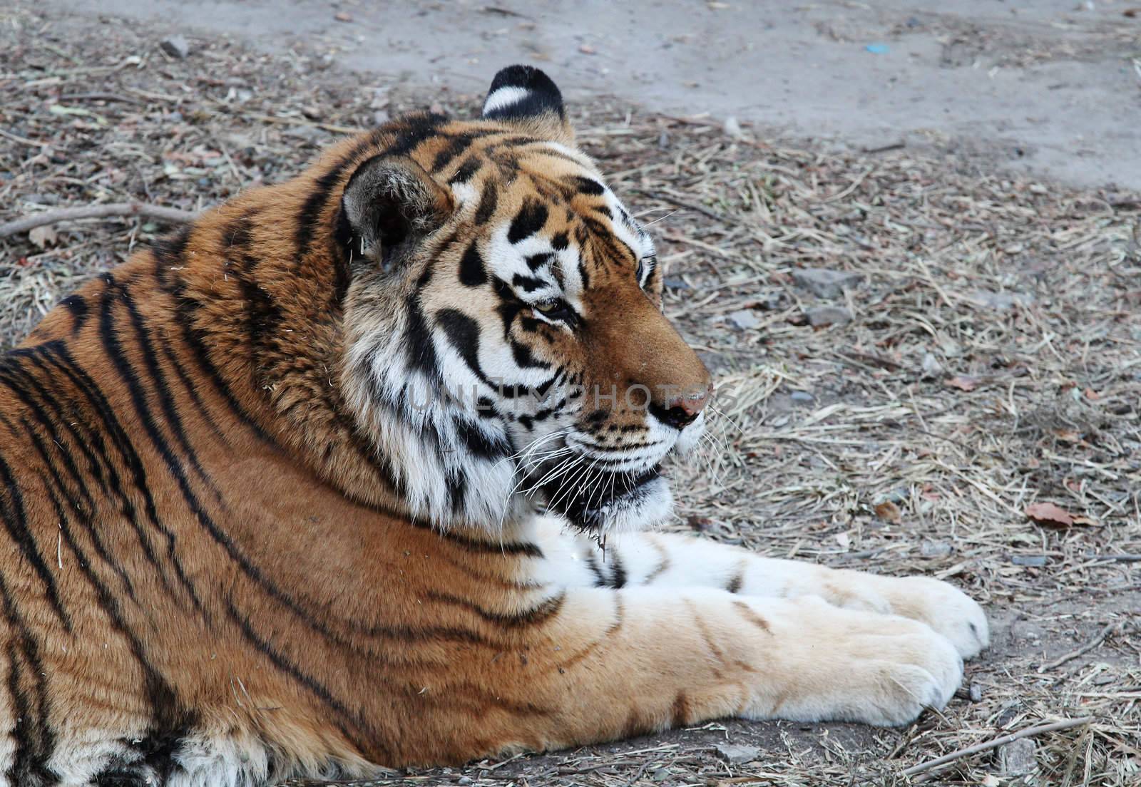 A northeast tiger lay on the grass in the Beijing zoo in winter