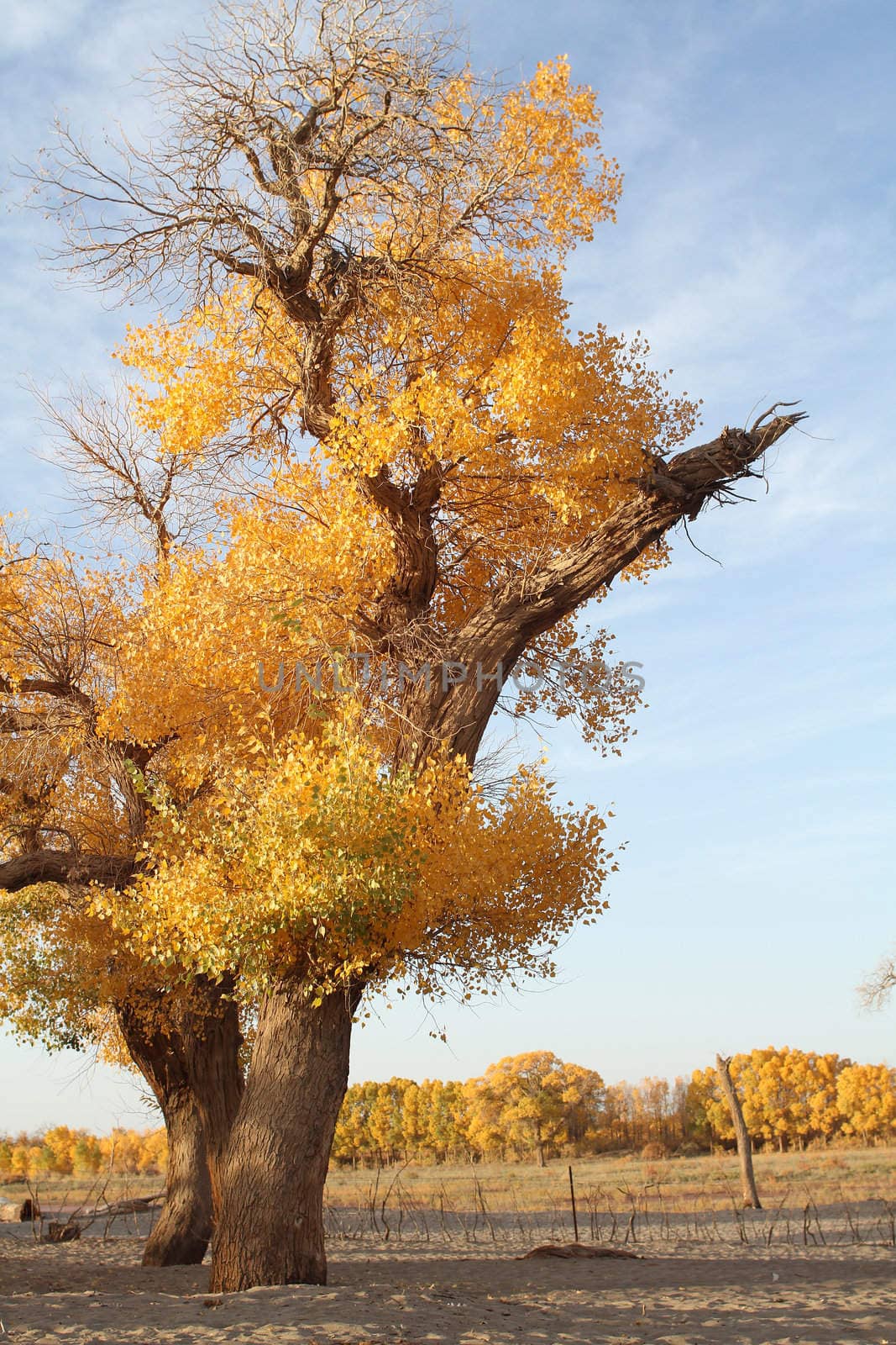 Diversifolious Poplar in the northwest desert in China by slimdragon