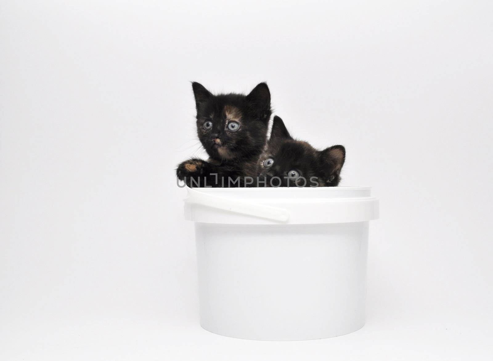two kittens looking up from a bucket