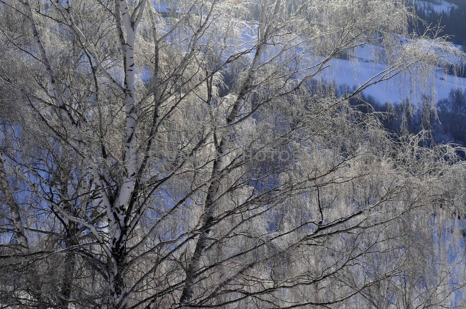 birch in wintersunshine by kalleballes