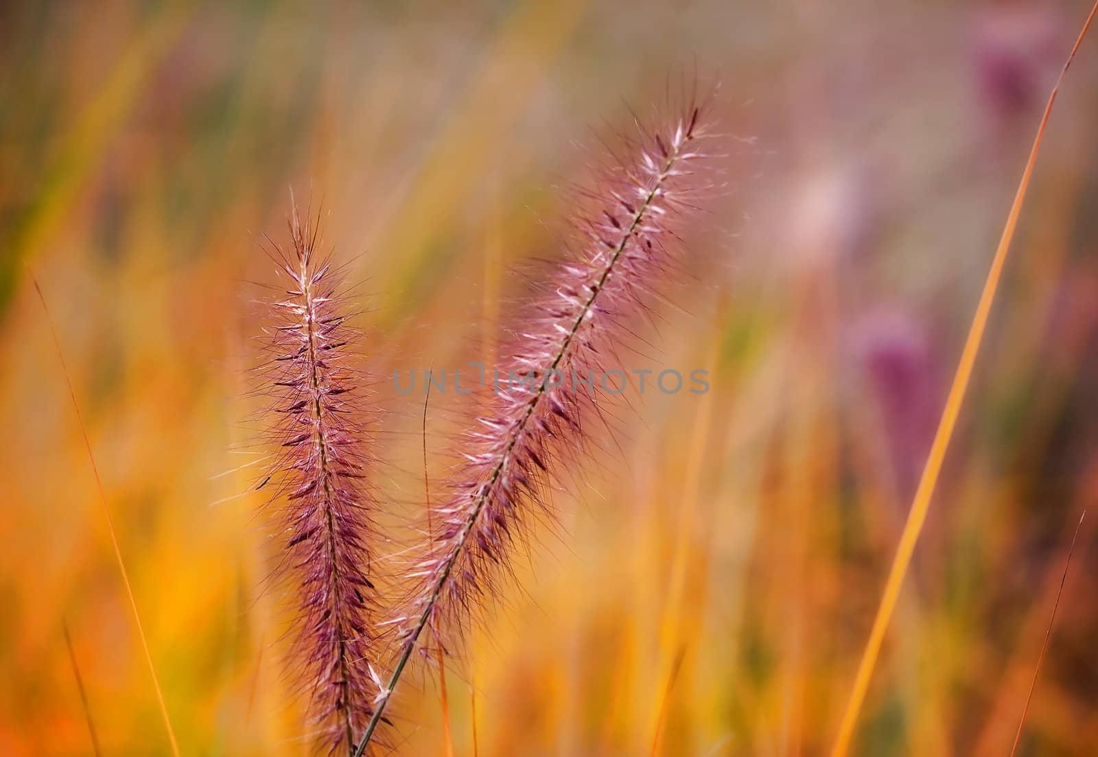 Beautiful colorful plants on a meadow in autumn time