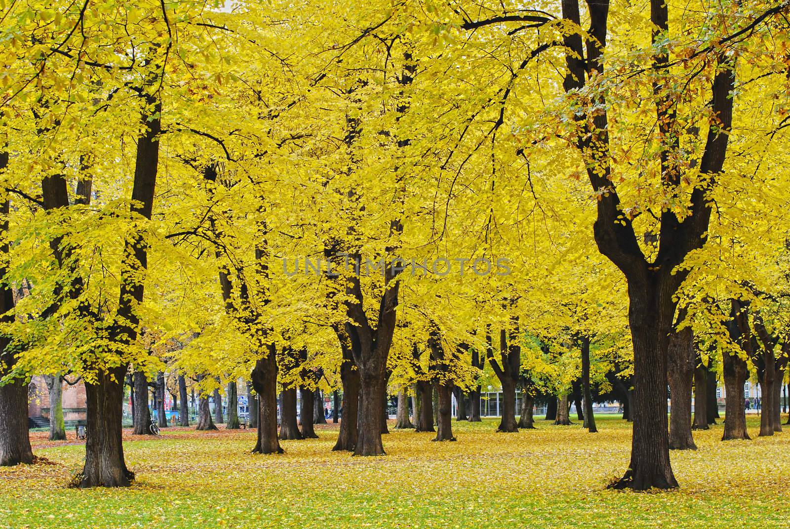 Autumnal park in the center of Bonn, Germany