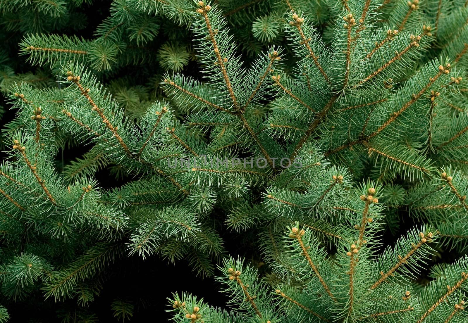 Green branch of the pine tree close up photo