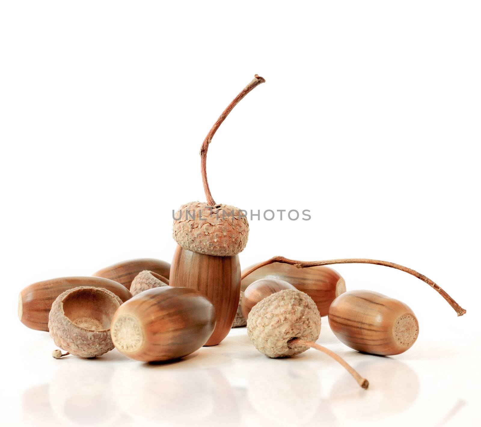 Macro shoot of acorns on white background