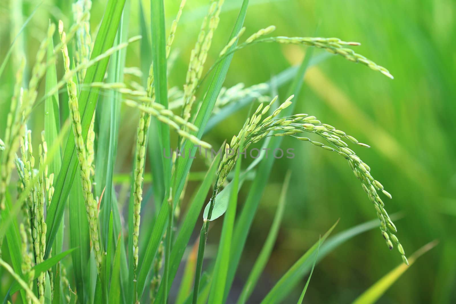 Rice plant closeup by photosoup