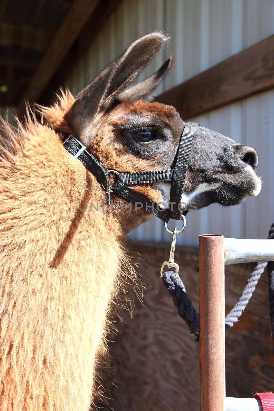 A lama waiting to be shaved for the summer.