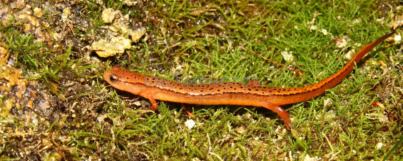 A Southern Two-lined Salamander (Eurycea cirrigera) in the southern USA.