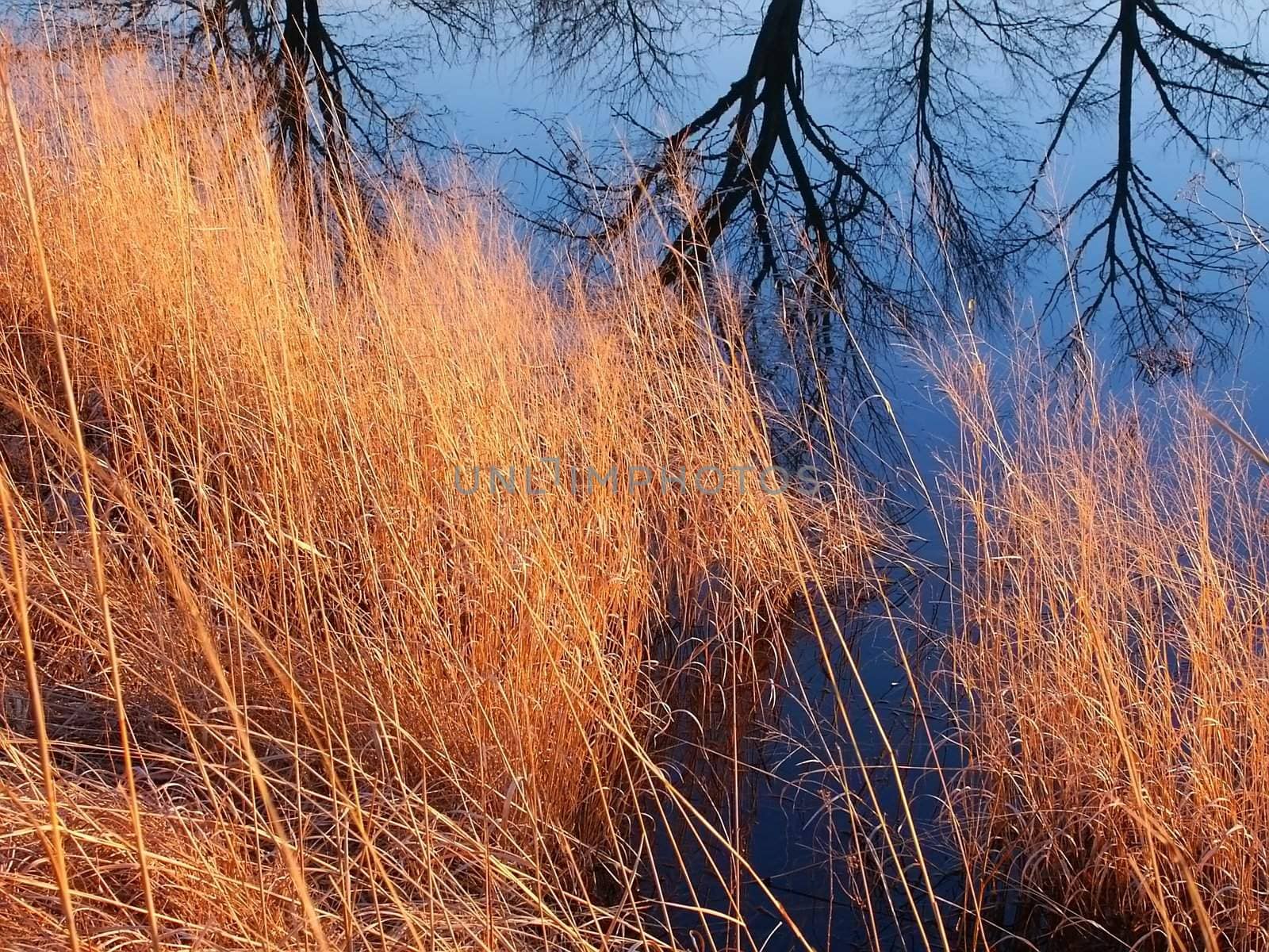 Dark blue skies reflect off a wetland in central Illinois.