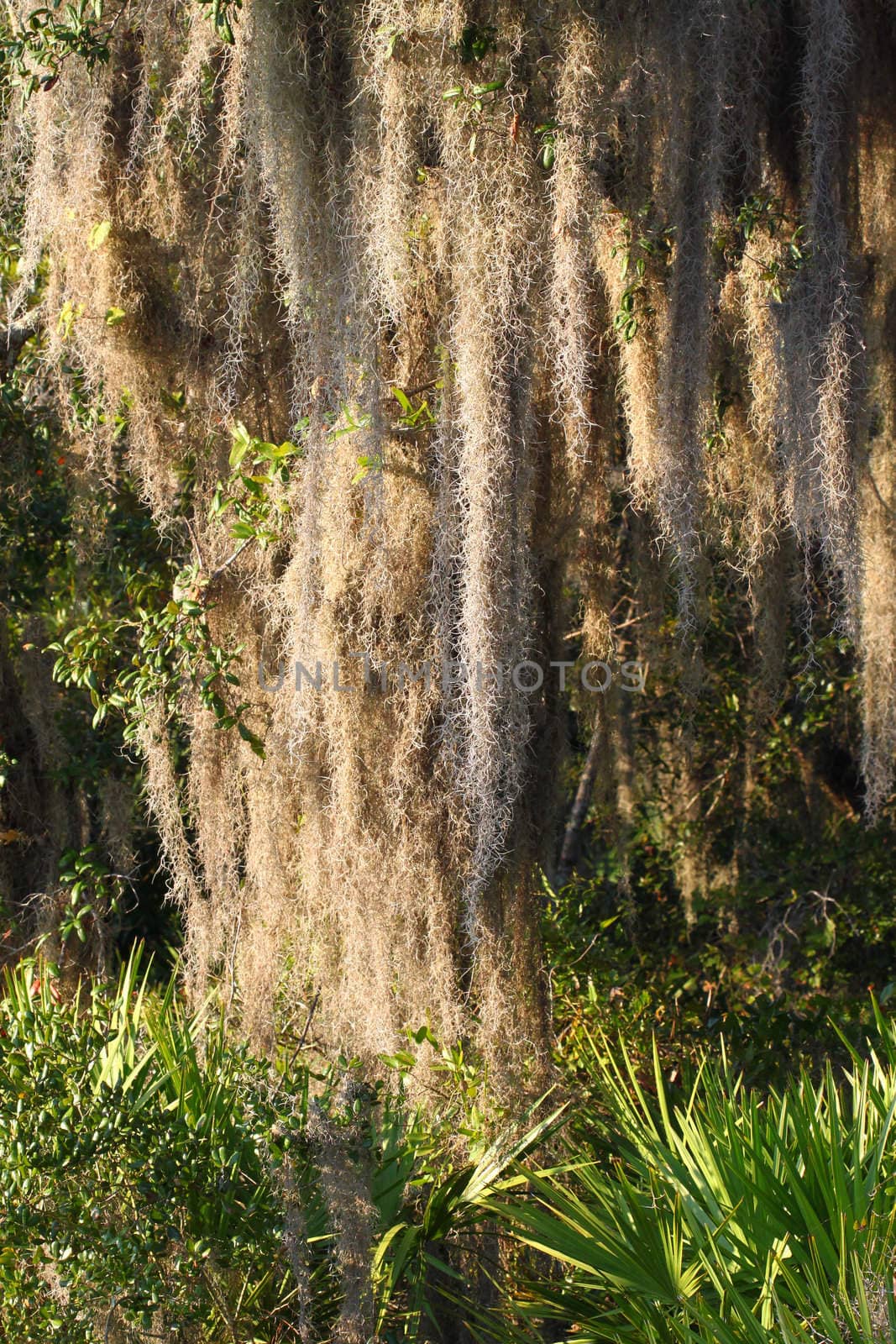Spanish Moss (Tillandsia usneoides) grows thick in the forest of central Florida.