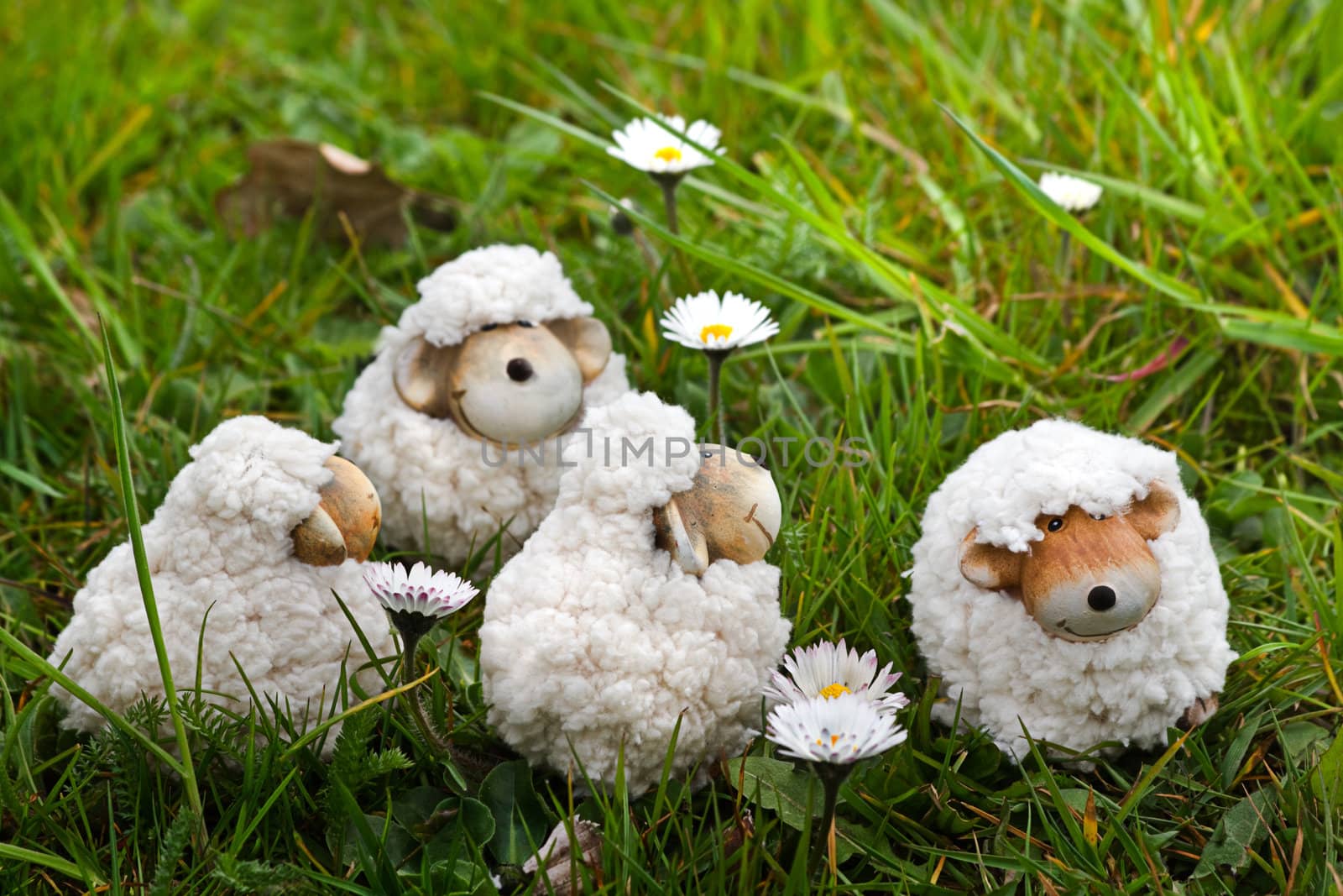 Easter- or spring decoration - four funny little sheep in grass with daisies