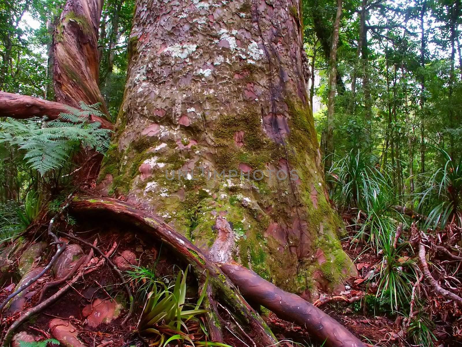 The base of a giant Kauri Tree (Agathis australis) in the Waipoua Forest of New Zealand.