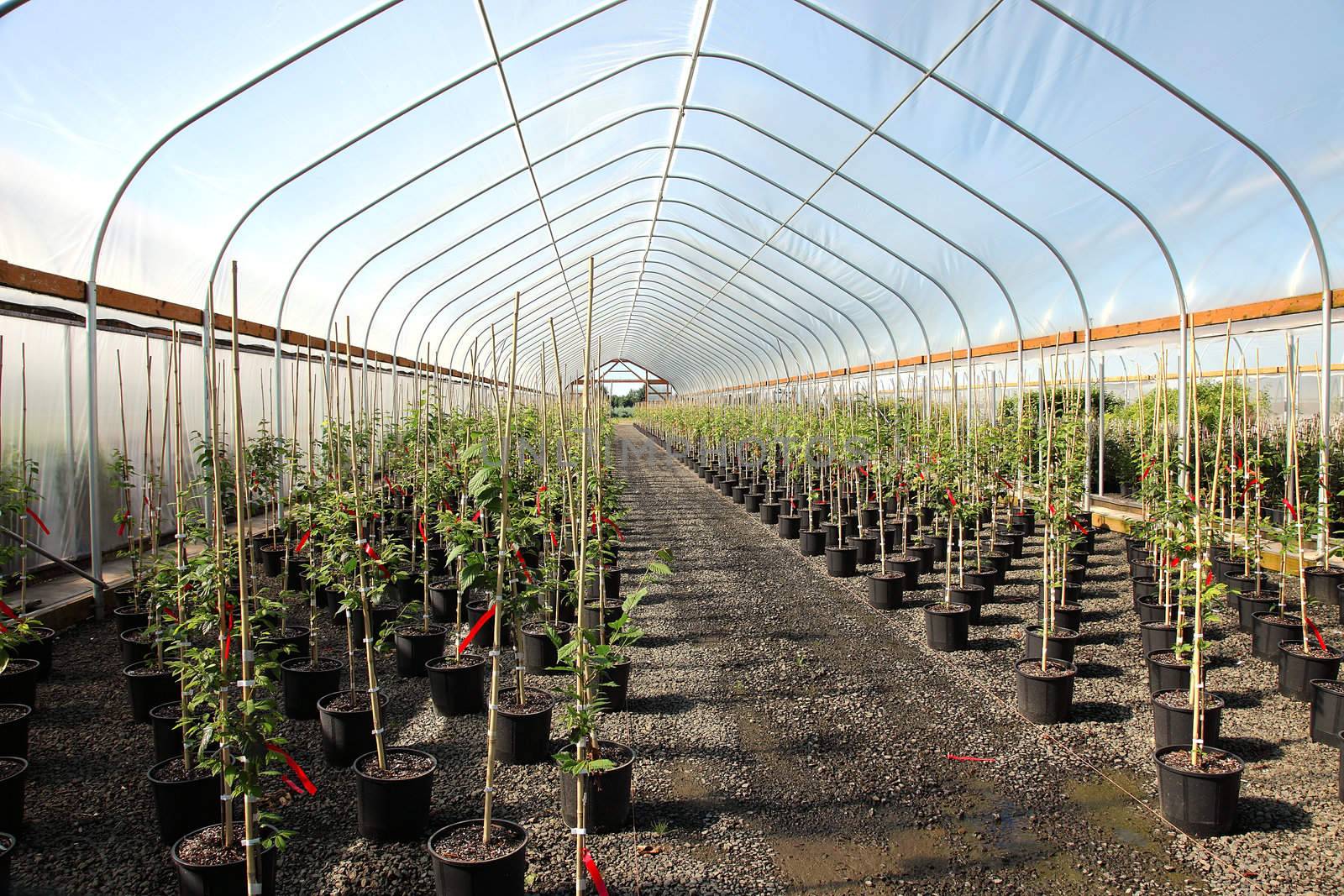 Greenhouse plant nursery, Oregon. by Rigucci