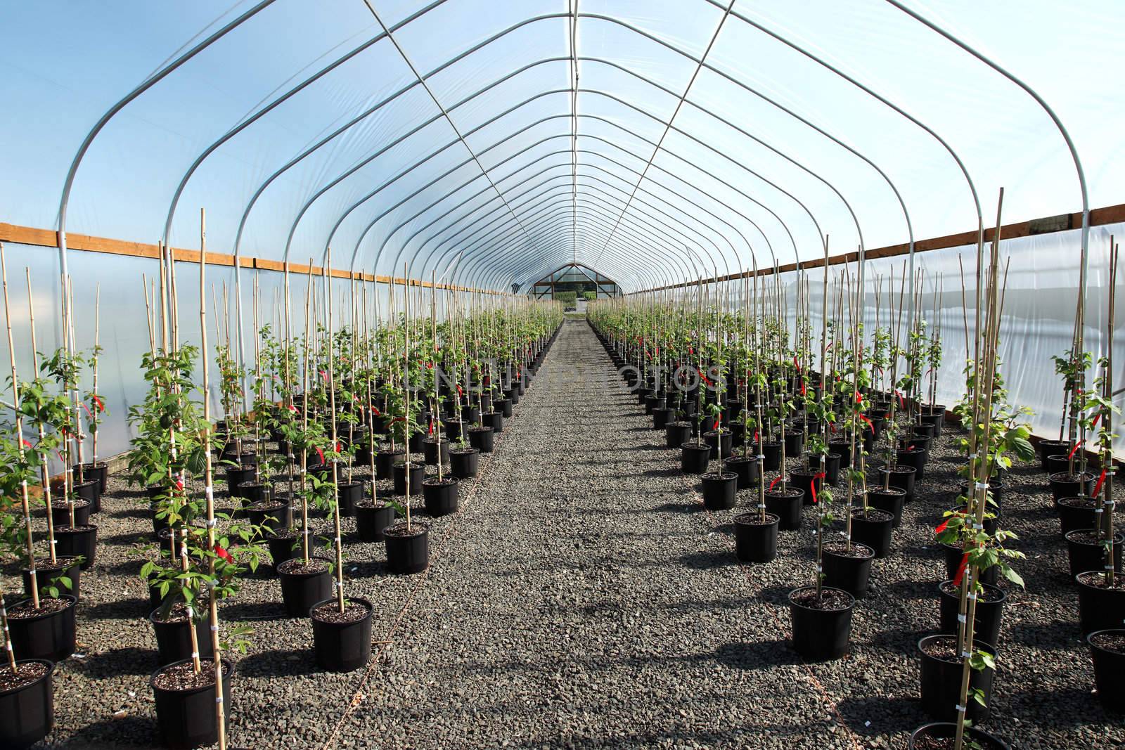 Seedling plants in pots inside a temperature controlled greenhouse.