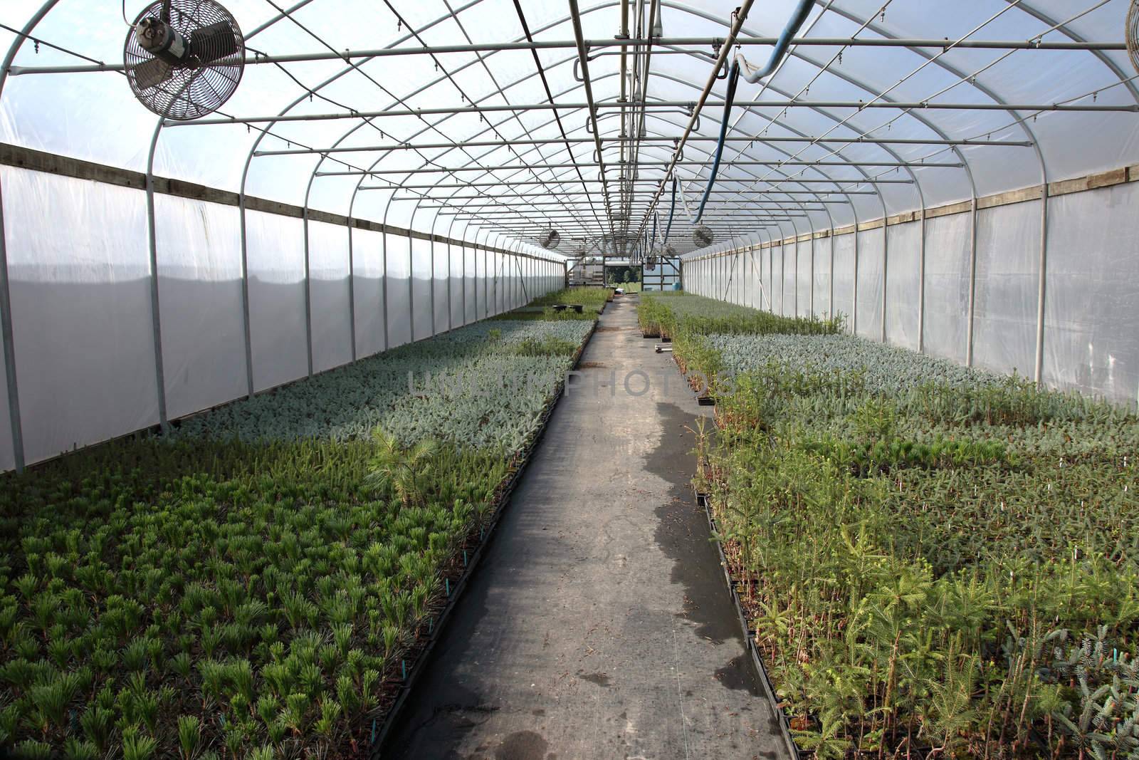 Seedling plants in pots inside a temperature controlled greenhouse.