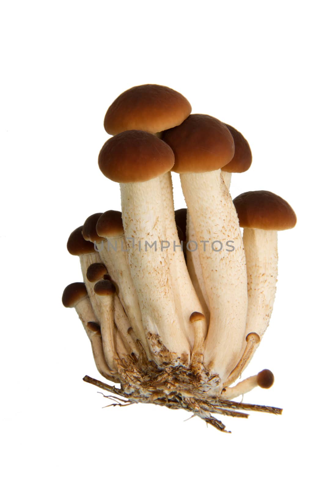 Mushroom (Agrocybe Aegerita)  isolated on white background