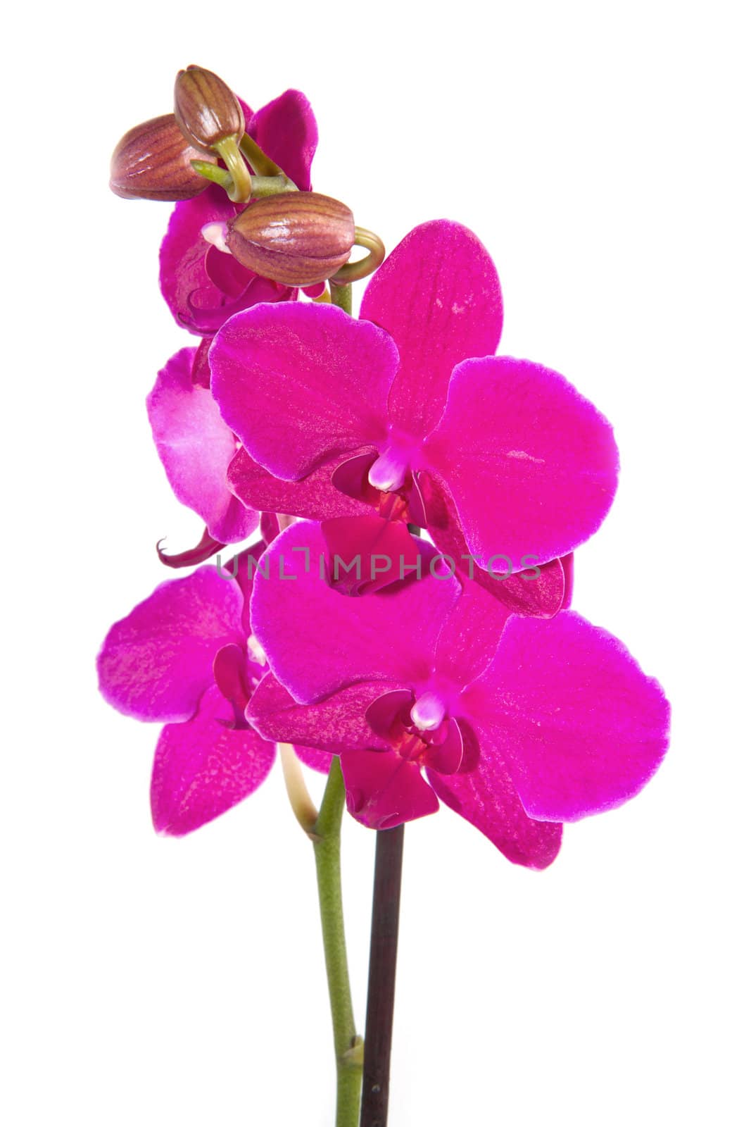 pink orchid isolated on white 