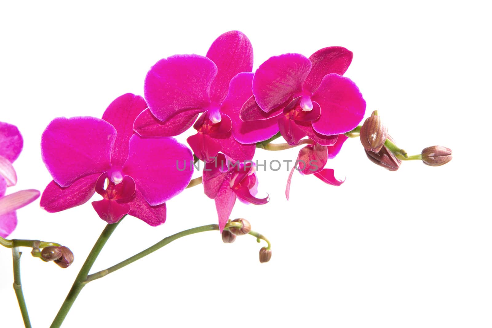 pink orchid isolated on white 