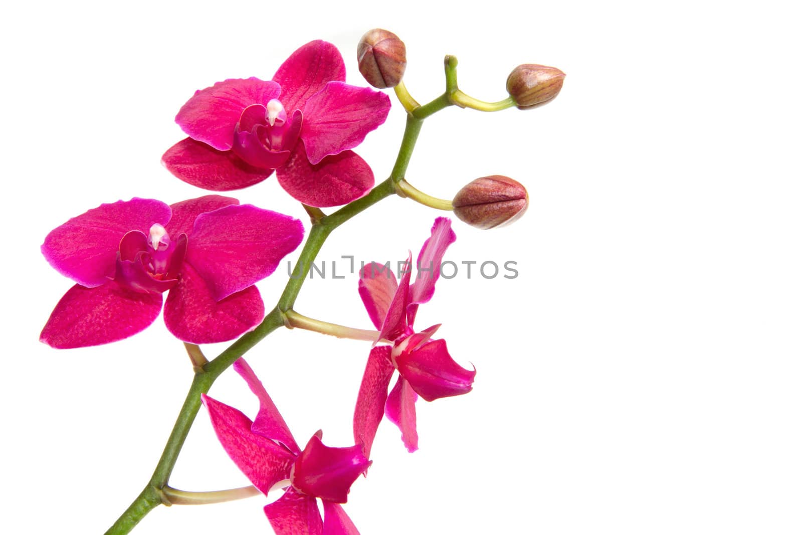 pink orchid isolated on white 