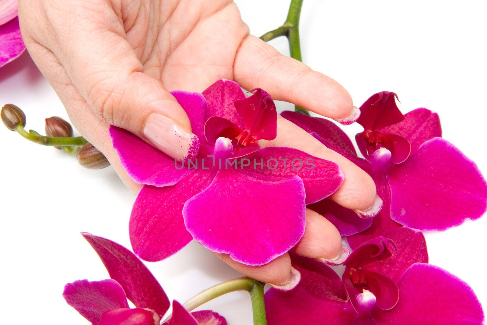 Beautiful hand with perfect nail french manicure and purple orchid flowers