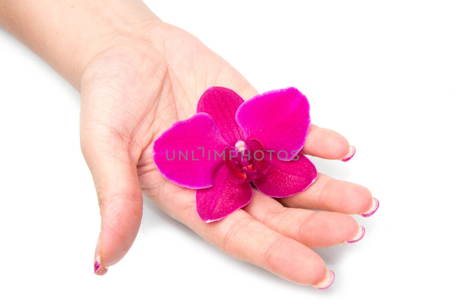 Beautiful hand with perfect nail french manicure and purple orchid flowers