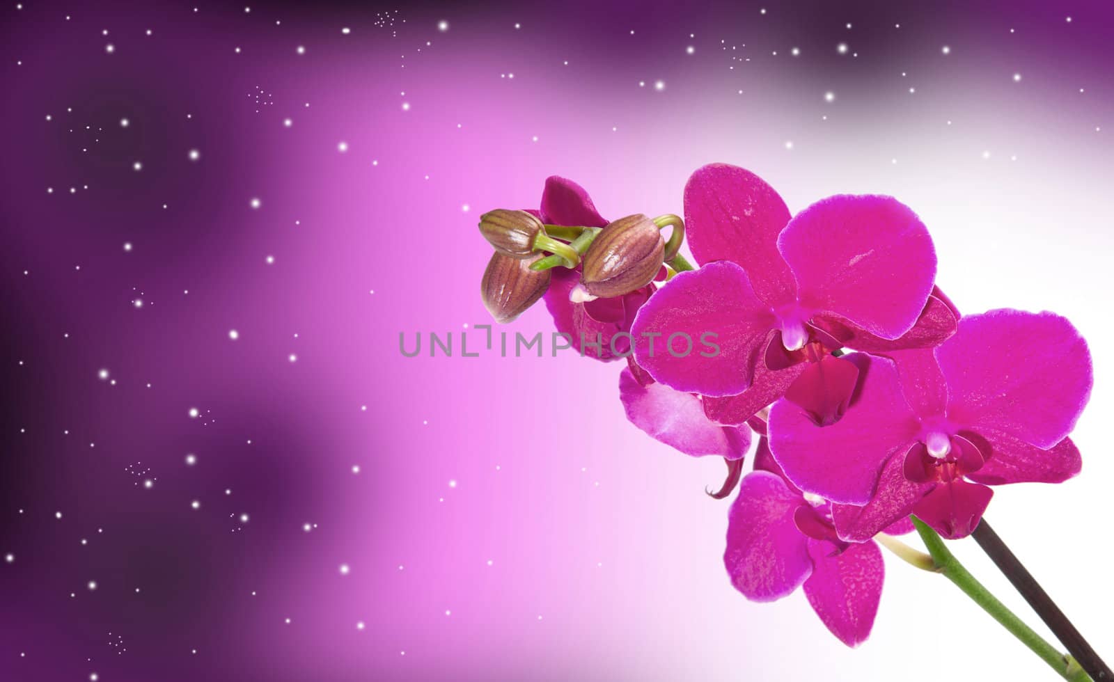 Orchid Flower border design background