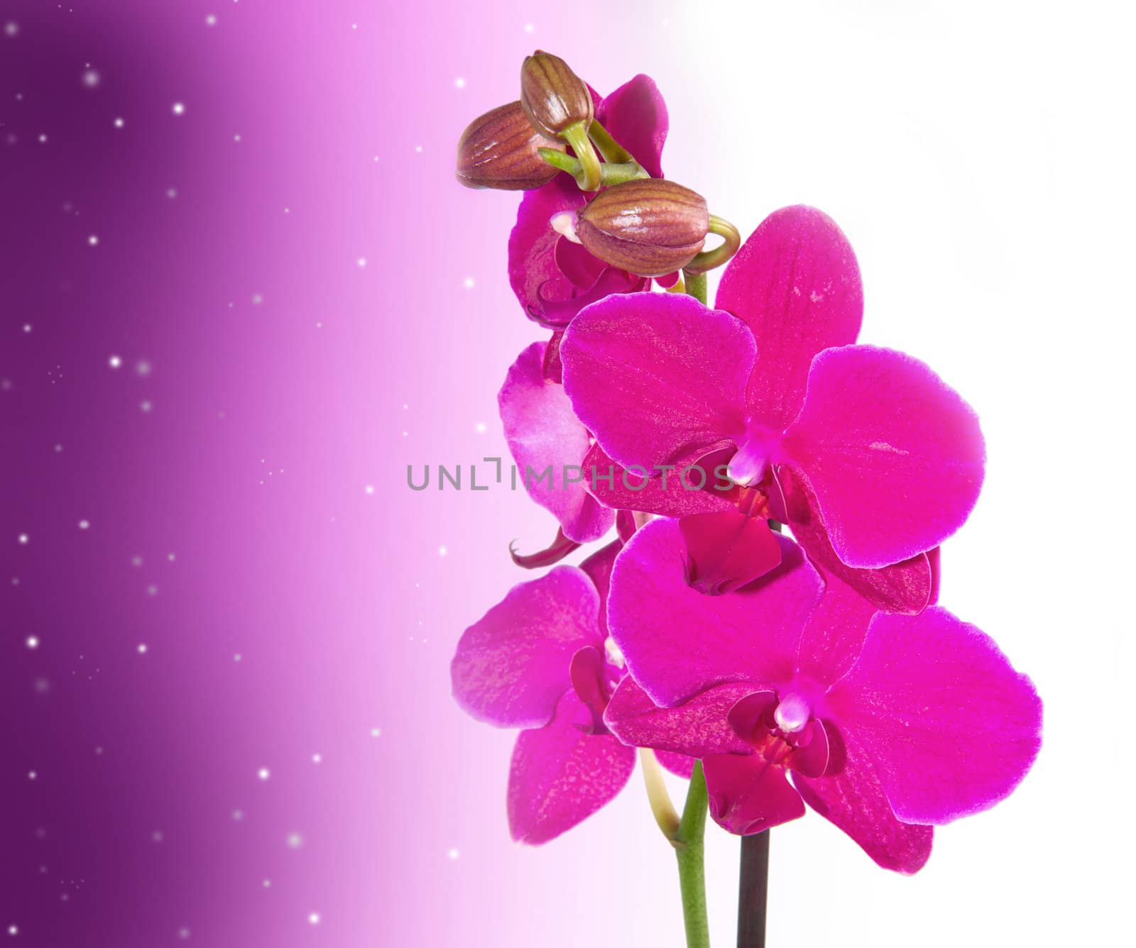 Orchid Flower border design background