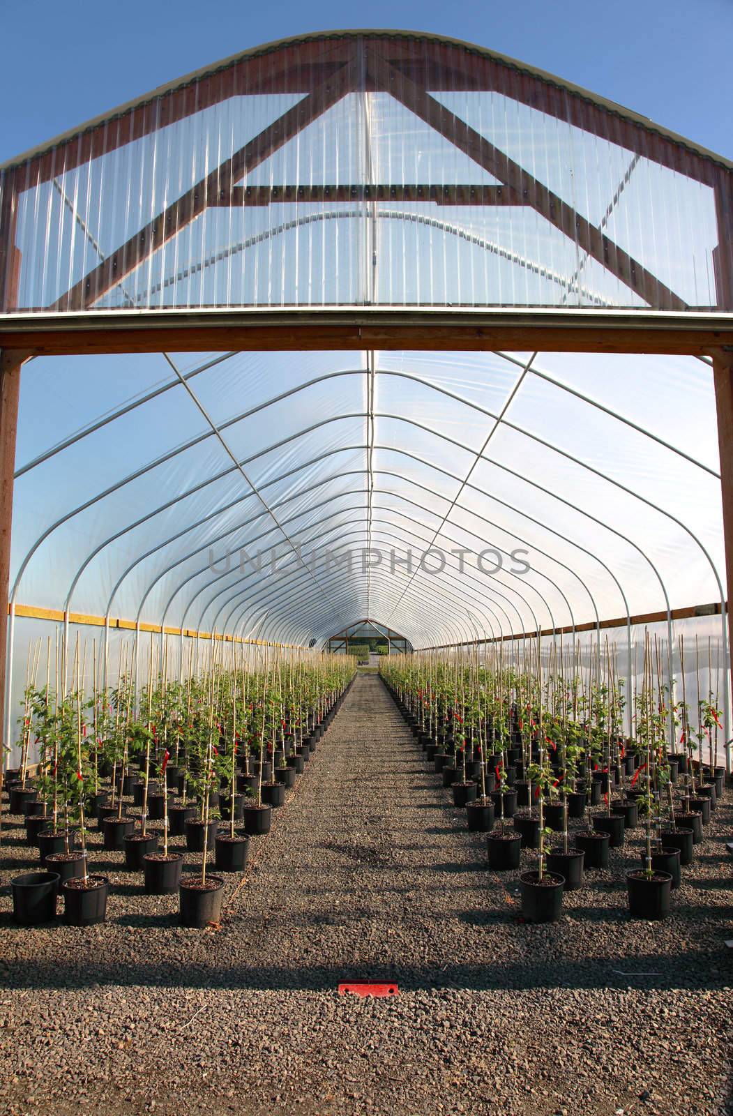 Seedling plants in pots inside a temperature controlled greenhouse.