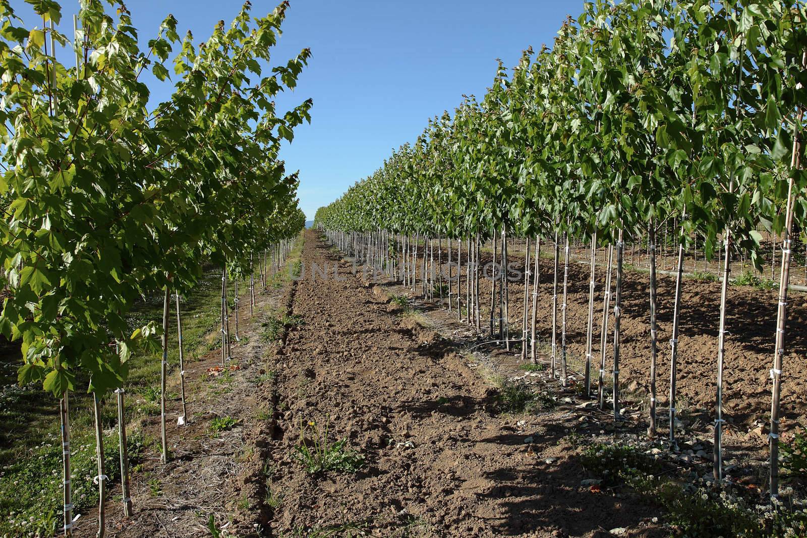 Plant farming in rural Oregon countryside.