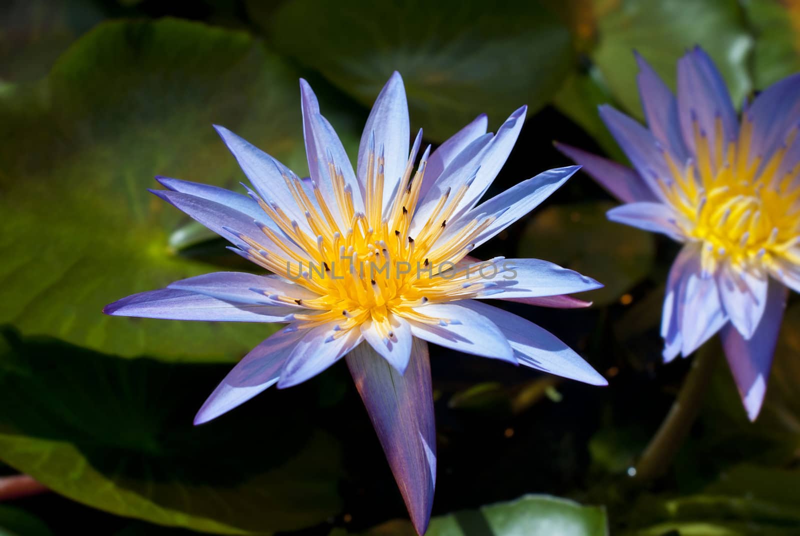 Purple water lilies on green leaves background