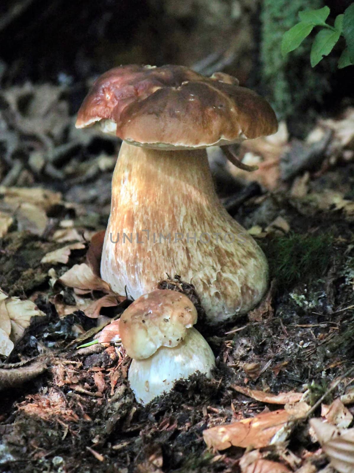 A big and a small brown birch solete on the ground in the autumn forest