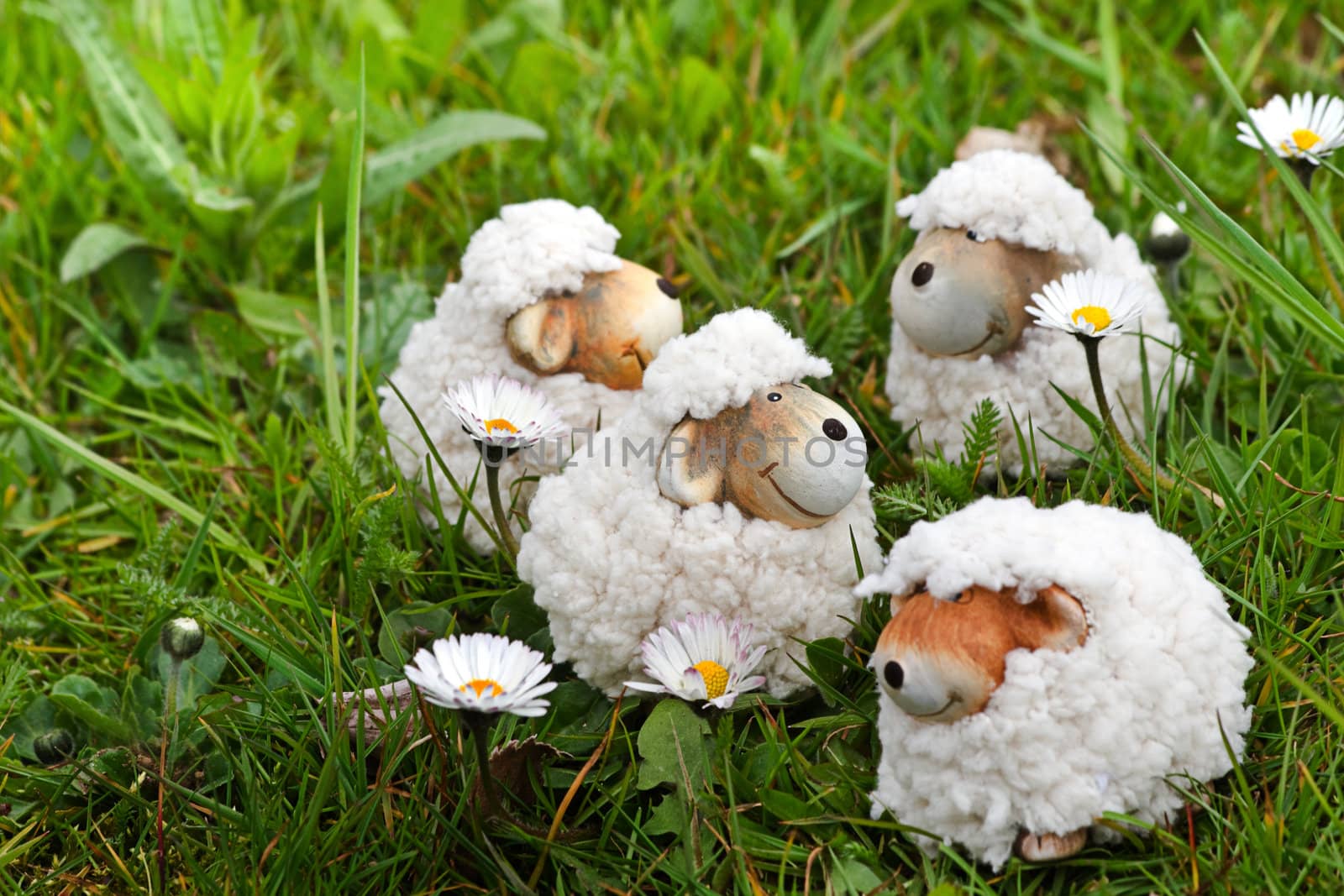 Spring- or easter decoration - funny little sheep in grass with daisies
