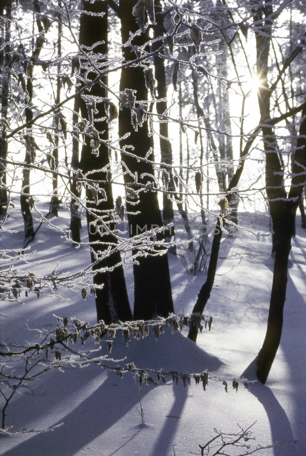 Forest in winter by jol66