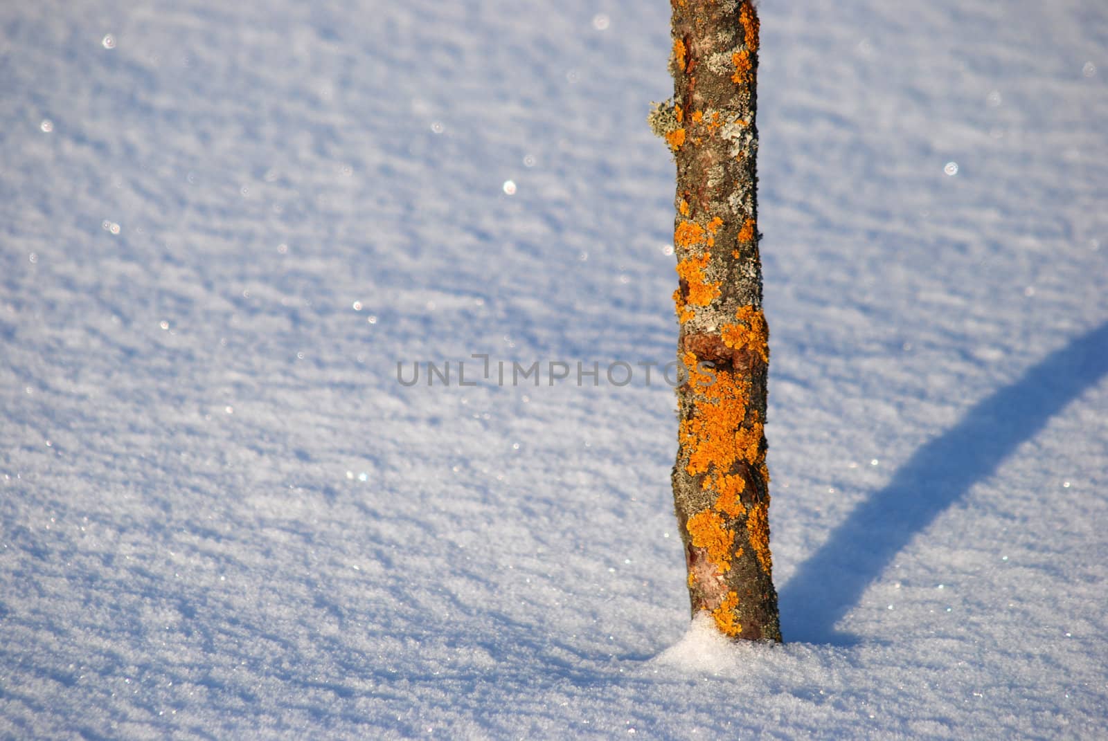 Small tree trunk covered with orange moss in the winter. Solar Reflections on powdery snow.