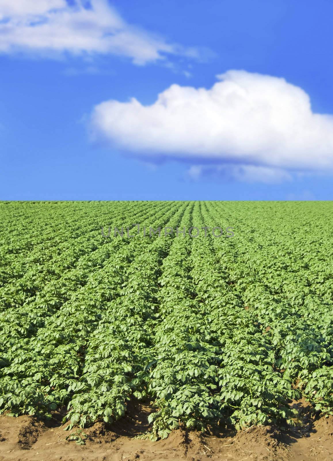 Potato field against blue sky and clouds