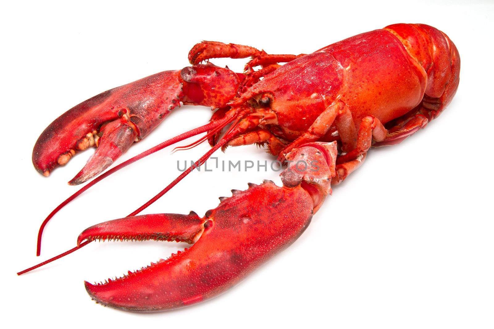 red lobster by lsantilli