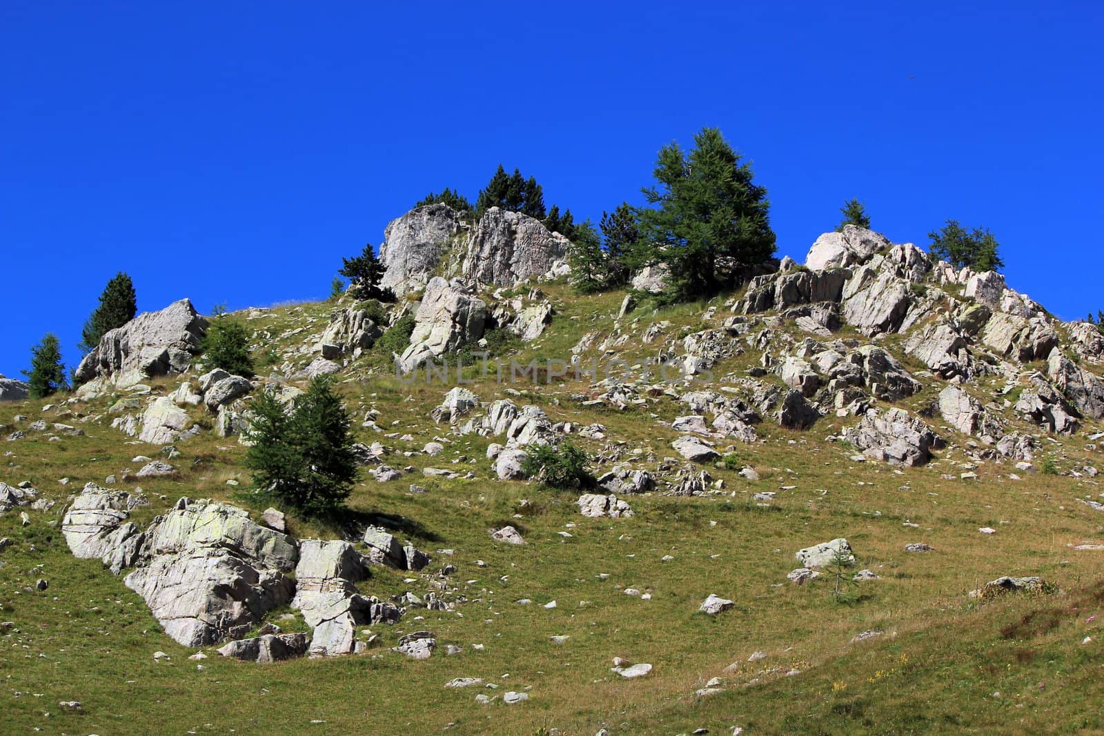 Trees, rocks and green grass by beautiful weather at the Cayolle pass, France