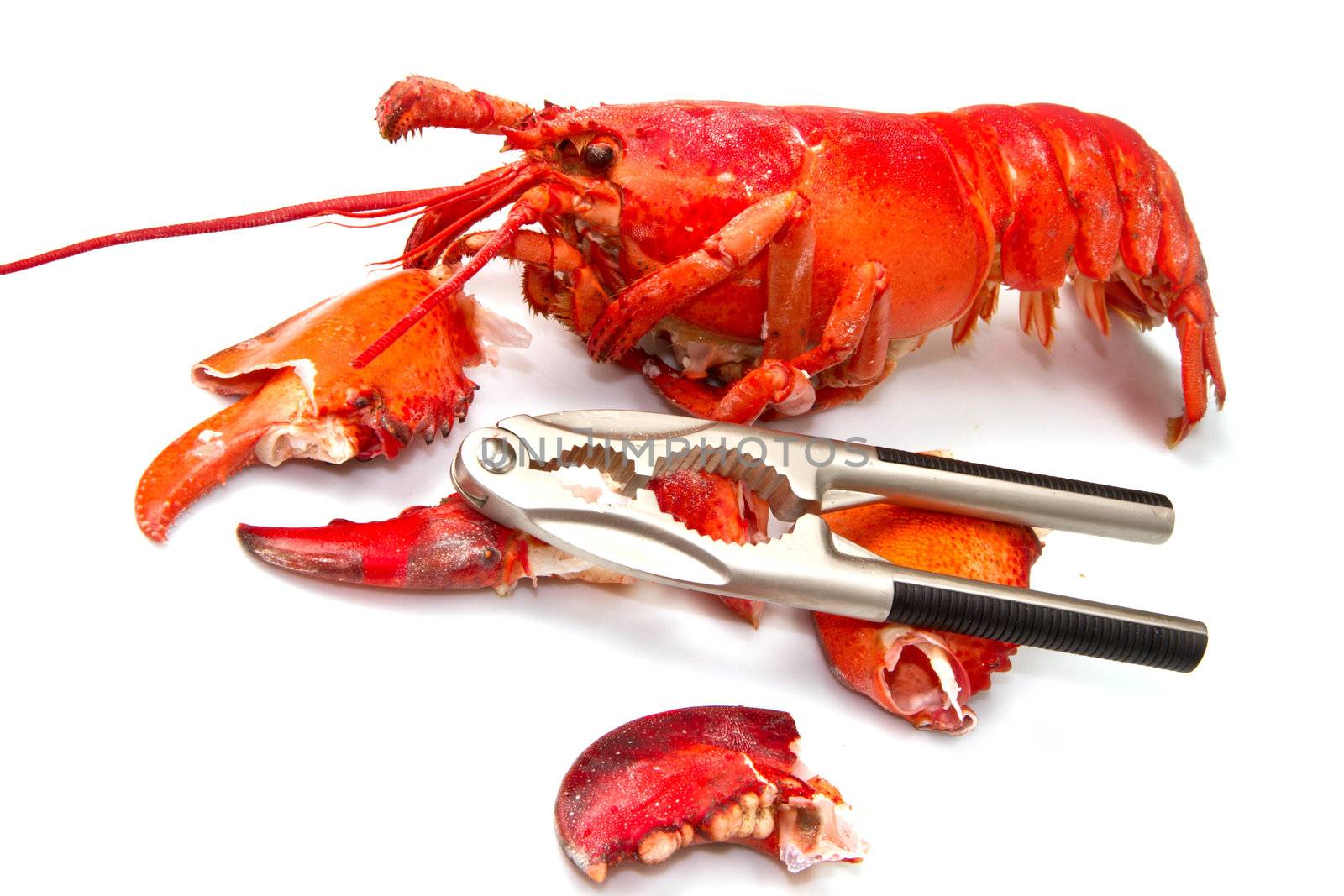 red lobster by lsantilli