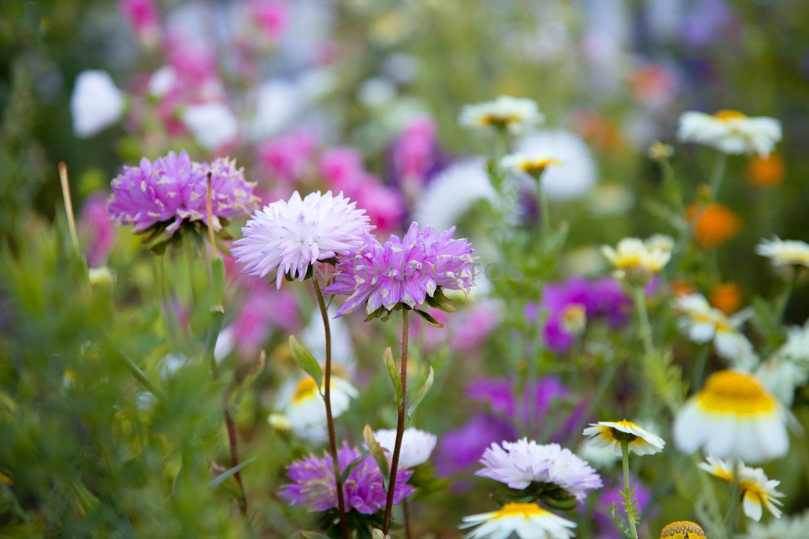 Beautiful flowers, selective focus on purple flower. Shallow depth of field