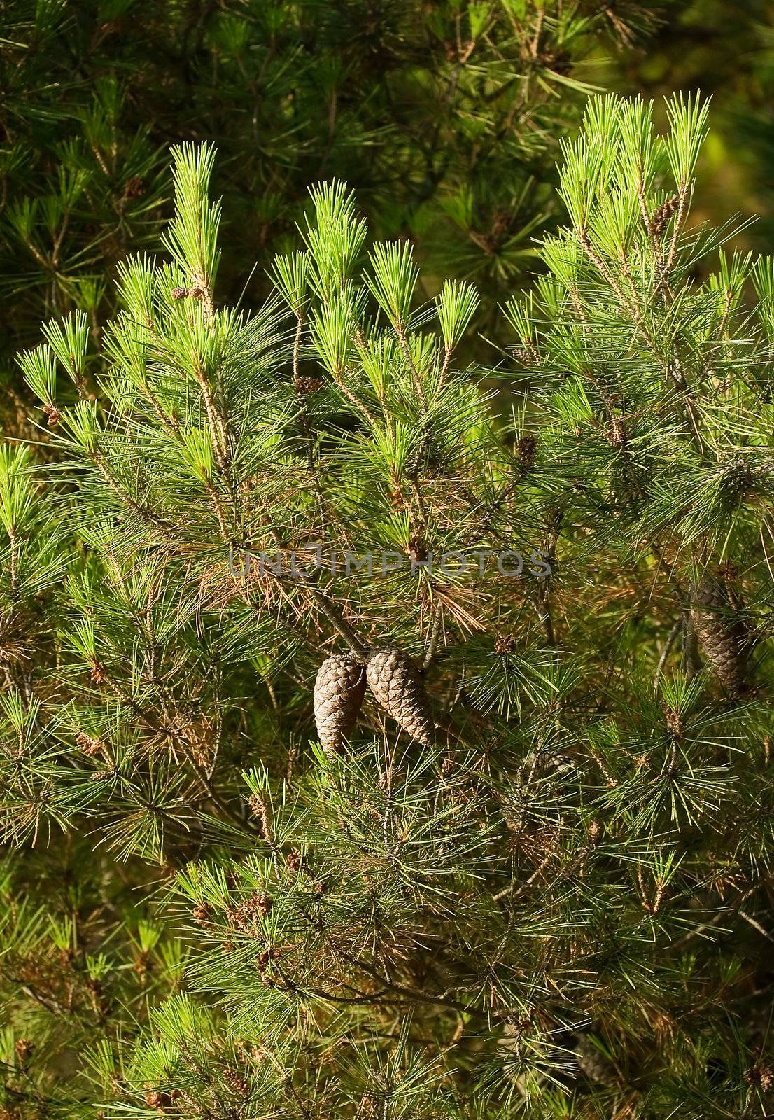 Photo of a pine tree on a sunny day 