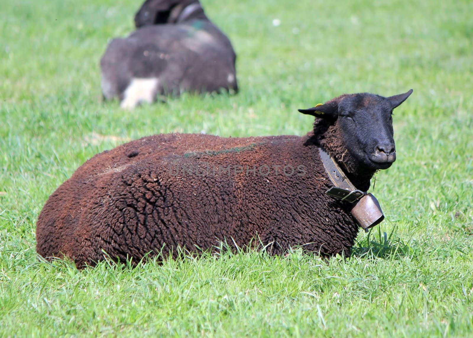 Quiet black sheep wearing a bell lying in a green meadow