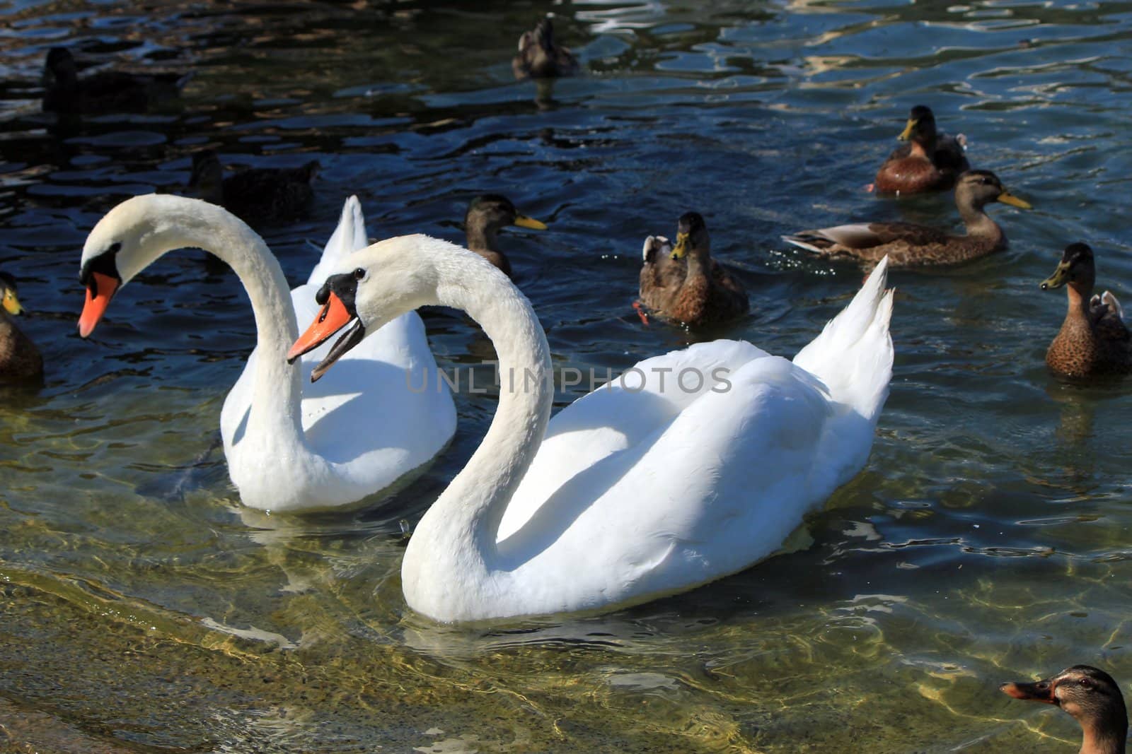 Beautiful white swan with wings and mouth open to express it is angry among ducks and next to another swan
